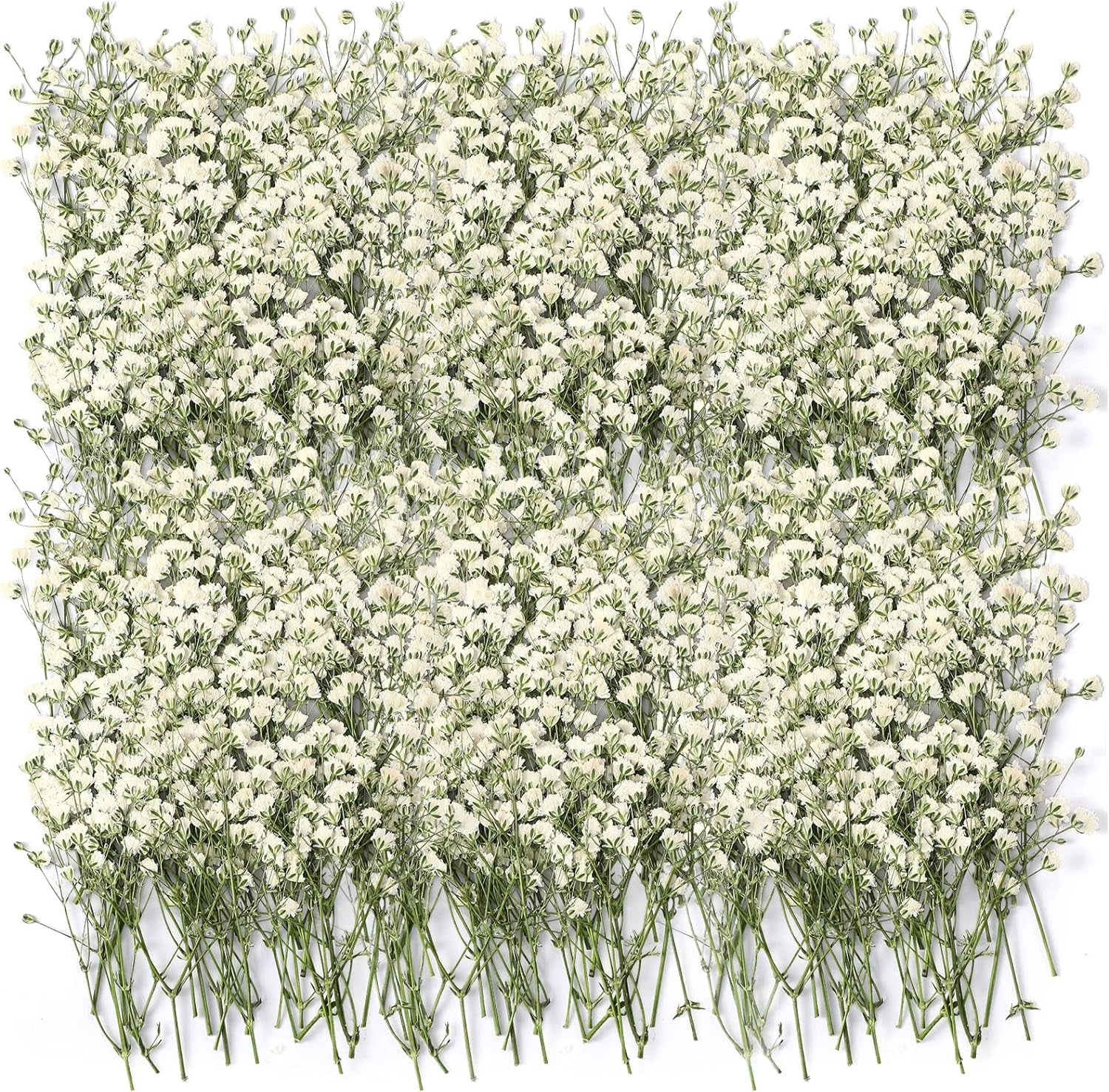 100 Pcs Dried Babys Breath Flowers Bulk Ivory White Babys Breath Real Pressed Flowers Natural Gypsophila Dried Flowers for Resin Wedding Art Craft DIY Invitations Scrapbooking Card Making