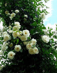 100pcs Mixed Climbing Rose Vine Seeds – Fragrant, Colorful, Easy to Grow