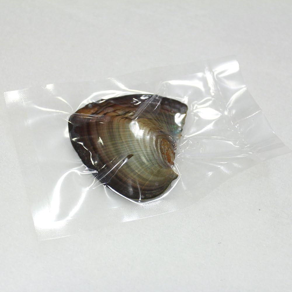 10PC Freshwater Pearl Cultured Love Wish Pearl Oyster with round Pearl inside for Pearl Gift Fun for Children Family Friends Party Oyster with Pearls Inside(6-8Mm, 10PC)