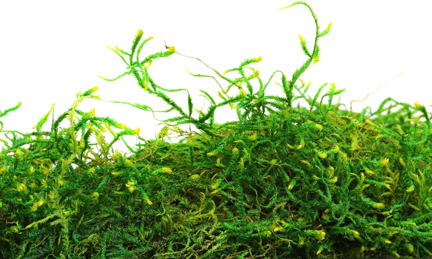 (25322) Forest Moss Preserved, Fresh Green, 8Oz