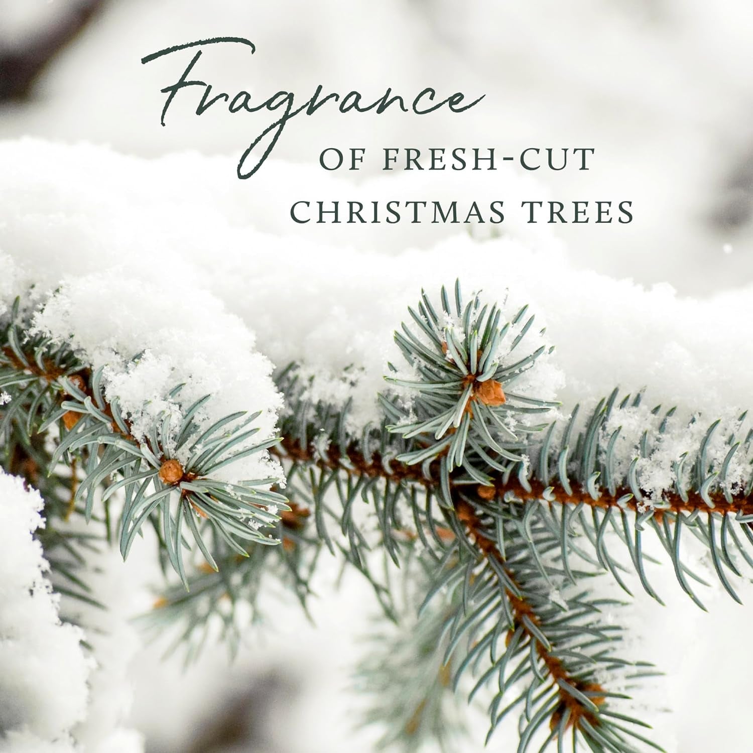 Wax Melt - 1 Oz - Frasier Fir