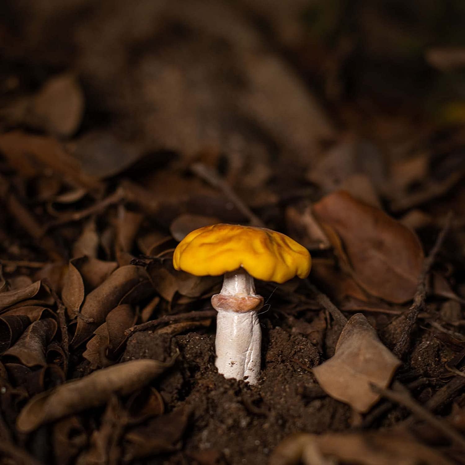 Life like Mushroom Polymer Clay Casting Silicone Mold and Veiner for Fondant Cake Decorating, Modelling Chocolate