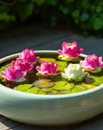 12 Lotus Seeds for Planting - Great for Koi Pond Aquatic Plant Bonsai