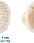 Box of 117Pcs Natural Clam Shell Pendants 21.5-24.5X8.5-11.5 Beach Ocean Seashell Beads Charms for Vase Filler Fish Tank Jewelry Making Hole:1.5-1.6Mm