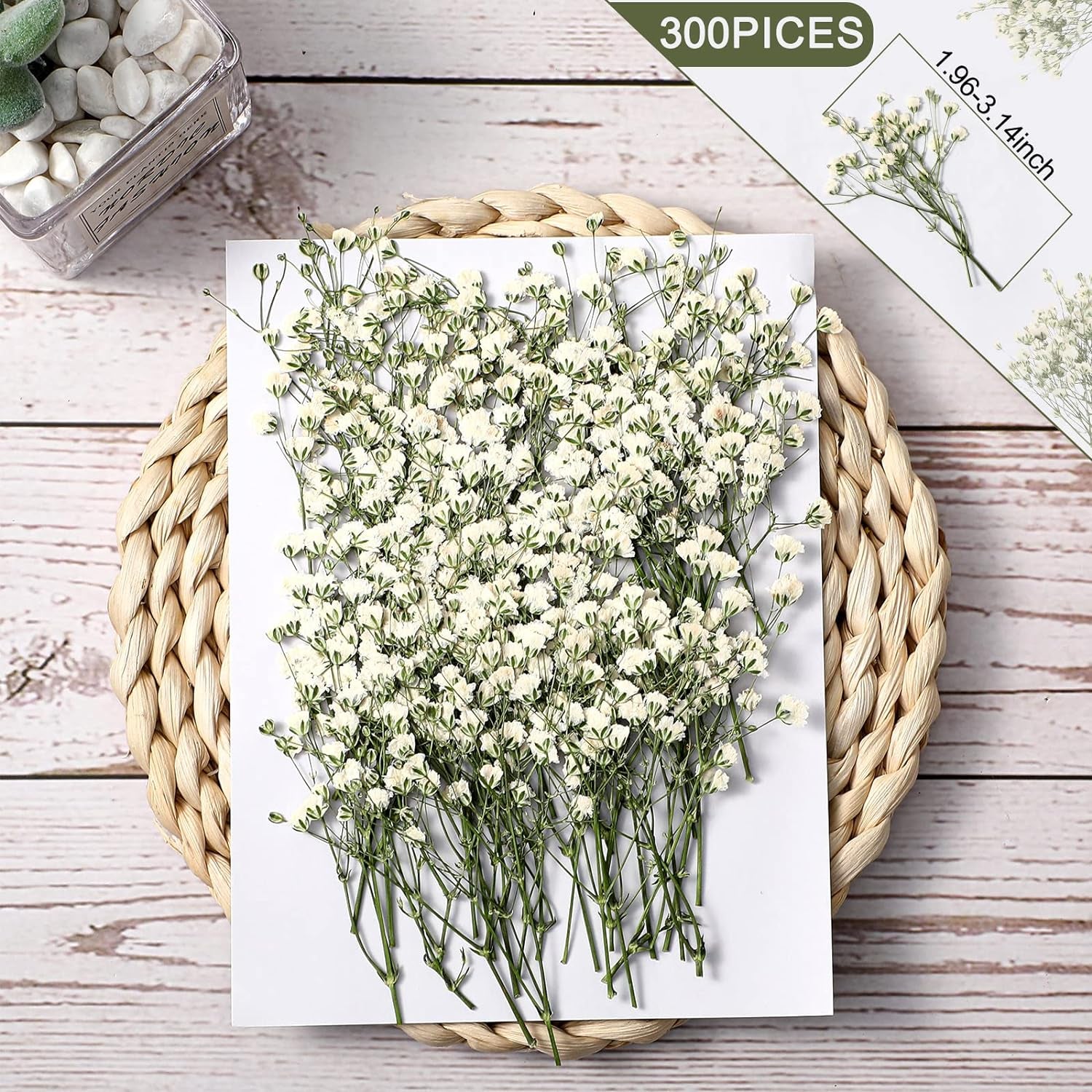 300 Pcs Dried Babys Breath Flowers Bulk Ivory White Babys Breath Real Pressed Flowers Natural Gypsophila Dried Flowers for Resin Wedding Art Craft DIY Invitations Scrapbooking Card Making