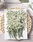 300 Pcs Dried Babys Breath Flowers Bulk Ivory White Babys Breath Real Pressed Flowers Natural Gypsophila Dried Flowers for Resin Wedding Art Craft DIY Invitations Scrapbooking Card Making