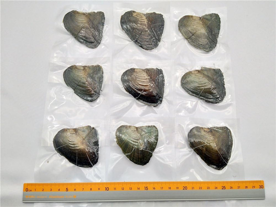 20Pcs Oval Freshwater Pearl Oysters with Pearls,Pearl Oysters,Akoya Oysters