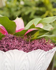 (26963) Spanish Moss Preserved, Dusty Rose, 4Oz