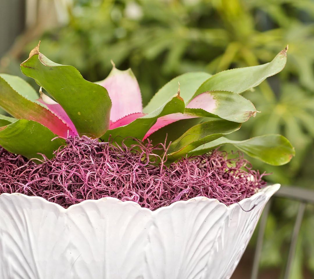 26971 Preserved Spanish Moss, 200 Cubic in Bag (Appx. 8Oz), Dusty Rose