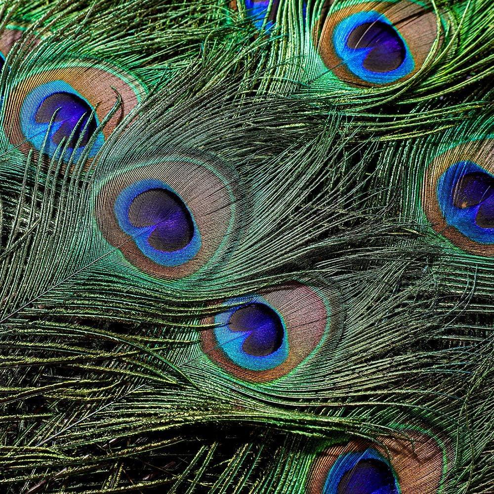 20Pcs Natural Peacock Feathers Long Pole Bulk 40-45 Inch for DIY Craft, Wedding Holiday Decorationn and Floral Arrangement