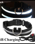 Glowing Dog Collar